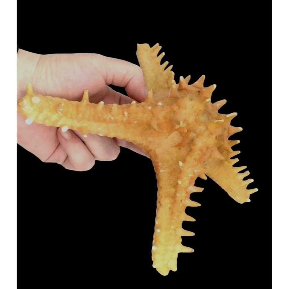 Rare Horned Sea Star Four Arm Oddity Protoreaster Nodosus Specimen Starfish